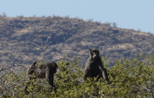 S2610 - baboons