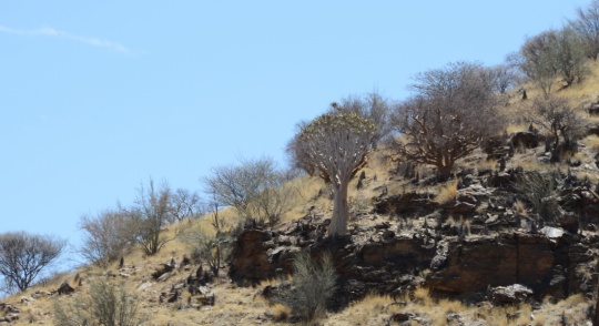 S2612 - Aloe dichotoma and the first Fat Trees