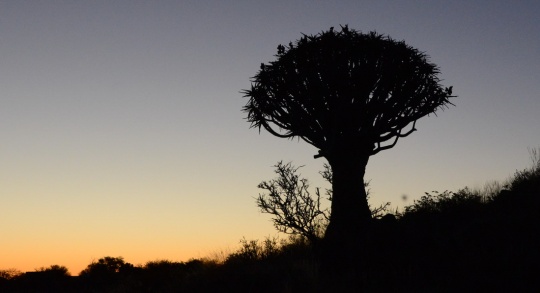 S2604 Aloe dichotoma sunset