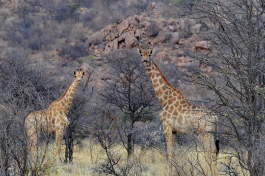 S2633 - Giraffes